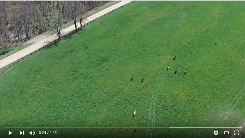 Horses First Run